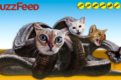 Buzzfeed-tetes-chatons-hydre